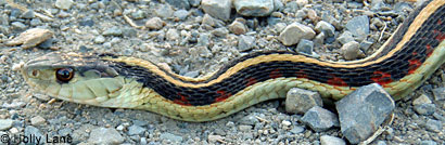 California Red-sided Gartersnake