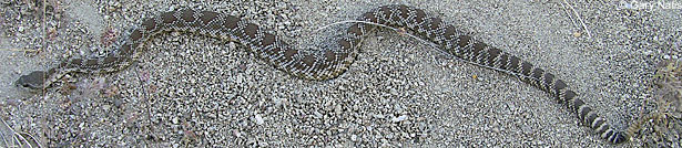 northern pacific rattlesnake