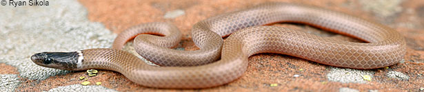 Western Black-headed Snake