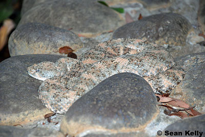 Speckled Rattlesnake