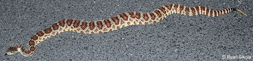 northern pacific rattlesnake