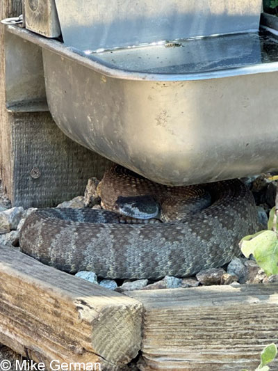 northern pacific rattlesnake