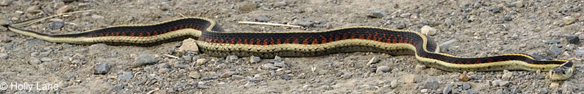 Valley Gartersnake