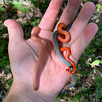 Northern Rubber Boa