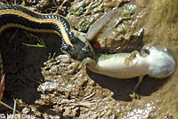 Diablo Range Gartersnake