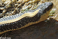 Diablo Range Gartersnake