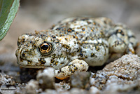 arroyo toad