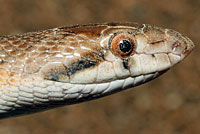 California Glossy Snake