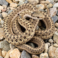 Wandering Gartersnake