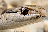 Wandering Gartersnake