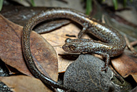 San Gabriel Mountains Slender Salamander