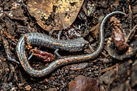 San Gabriel Mountains Slender Salamander