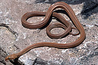 Baja Rat Snake