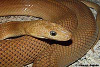 Baja Rat Snake