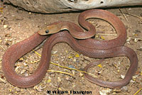 Baja Rat Snake