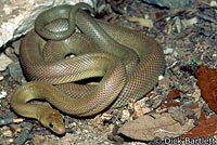 Baja Rat Snake