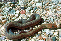 Baja Rat Snake