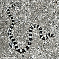 Colorado Desert Shovel-nosed Snake