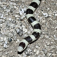 Colorado Desert Shovel-nosed Snake