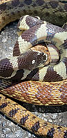 california kingsnake