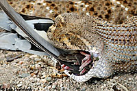 Western Diamond-backed Rattlesnake