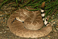 Western Diamond-backed Rattlesnake