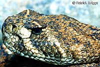 Western Diamond-backed Rattlesnake