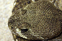 Western Diamond-backed Rattlesnake