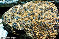 Western Diamond-backed Rattlesnake