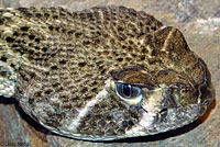 Western Diamond-backed Rattlesnake