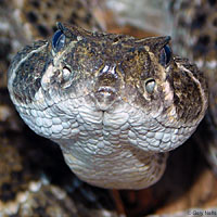 Western Diamond-backed Rattlesnake