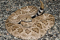 Western Diamond-backed Rattlesnake