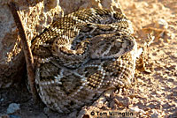 Western Diamond-backed Rattlesnake