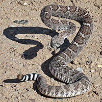 Western Diamond-backed Rattlesnake