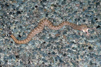 Western Diamond-backed Rattlesnake