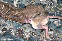 Western Diamond-backed Rattlesnake