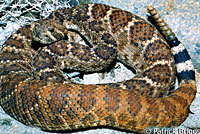 Western Diamond-backed Rattlesnake