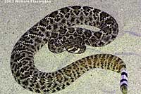 Western Diamond-backed Rattlesnake