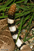 Western Diamond-backed Rattlesnake