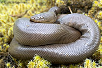 Northern Rubber Boa