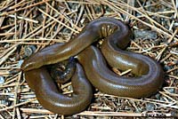 Northern Rubber Boa