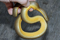 Northern Rubber Boa