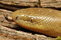 Northern Rubber Boa