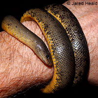 Northern Rubber Boa