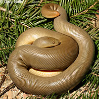 Northern Rubber Boa