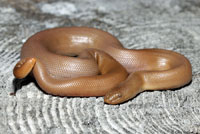 Northern Rubber Boa