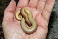 Northern Rubber Boa