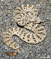 Mojave Desert Sidewinder