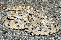 Mojave Desert Sidewinder