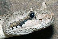Mojave Desert Sidewinder